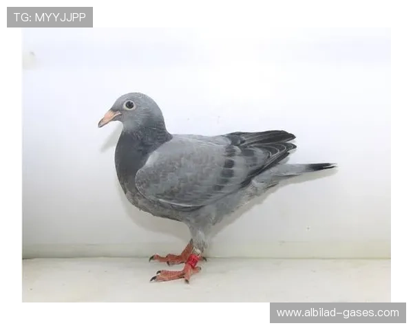 ag8试玩优惠活动解析助你获取更多免费彩金和奖励资源